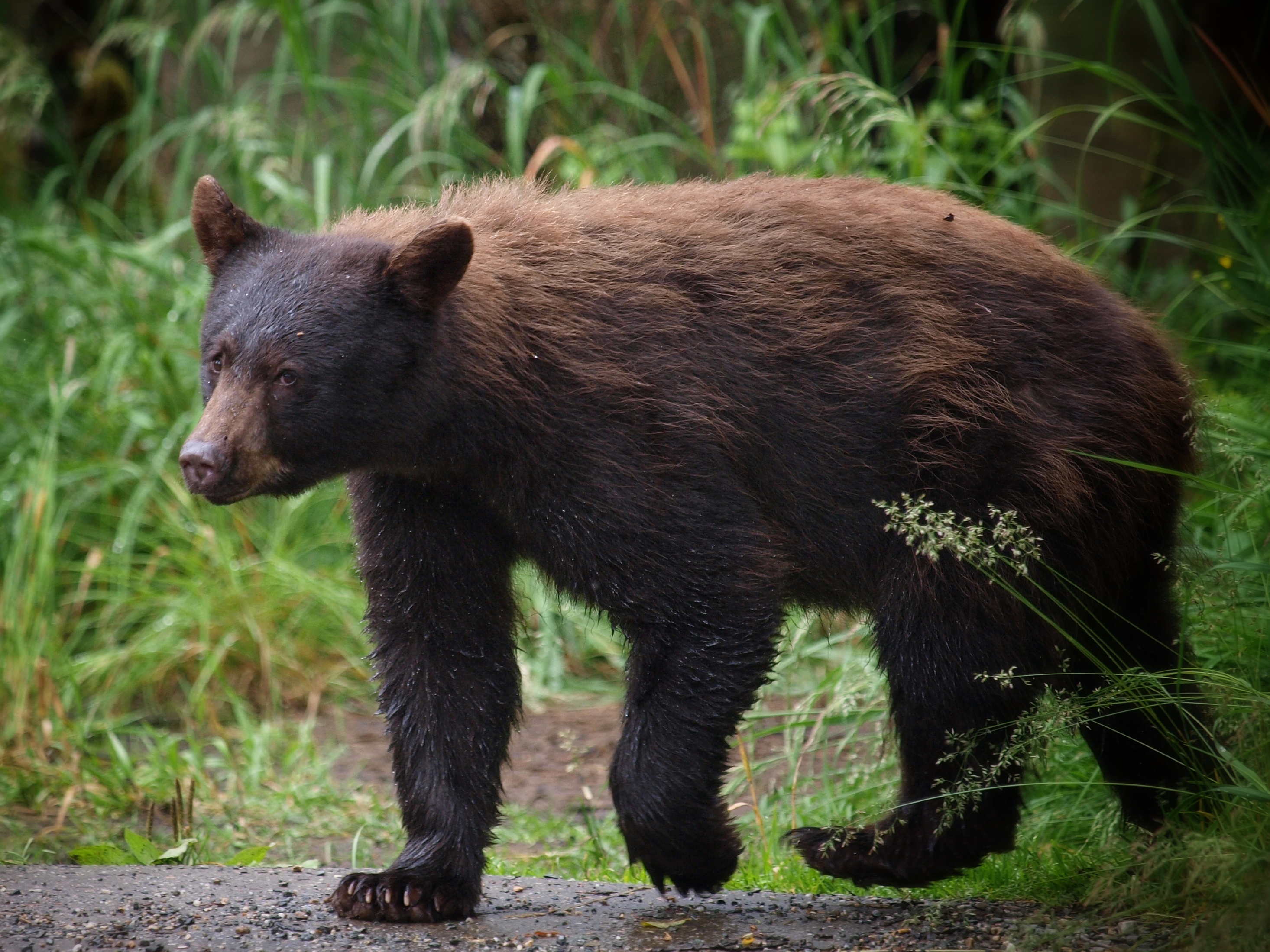 Cinnamon Black Bear
